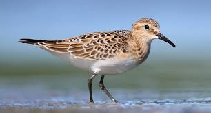Image result for Calidris bairdii