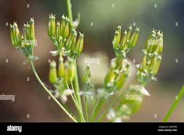 Attēlu rezultāti vaicājumam “Anthriscus sylvestris fruit”