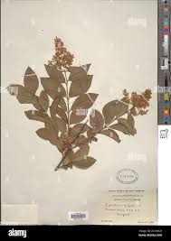 Attēlu rezultāti vaicājumam “Ligustrum vulgare”