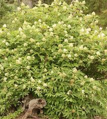 Attēlu rezultāti vaicājumam “Sambucus racemosa flower”