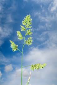 Attēlu rezultāti vaicājumam “Dactylis polygama”