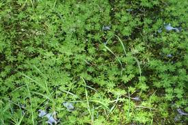 Attēlu rezultāti vaicājumam “Callitriche cophocarpa”