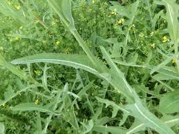 Attēlu rezultāti vaicājumam “Sonchus arvensis subsp. uliginosus leaf”