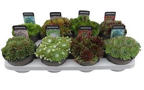 Image result for Mehikasvi