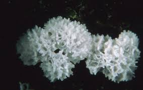 Attēlu rezultāti vaicājumam “Ceratiomyxa fruticulosa”