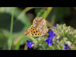 Attēlu rezultāti vaicājumam “Issoria lathonia”