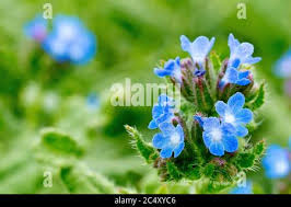 Attēlu rezultāti vaicājumam “Anchusa arvensis flower”