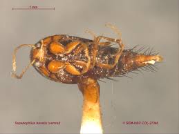 Attēlu rezultāti vaicājumam “Sepedophilus sp.”