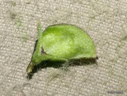 Attēlu rezultāti vaicājumam “Melampyrum pratense bud”