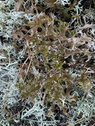 Attēlu rezultāti vaicājumam “Cetraria islandica”