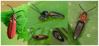Attēlu rezultāti vaicājumam “Elateridae”