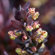 Attēlu rezultāti vaicājumam “Berberis thunbergii flower”
