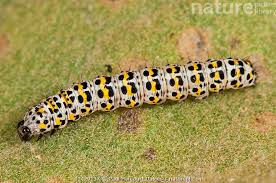 Attēlu rezultāti vaicājumam “Cucullia verbasci larva”