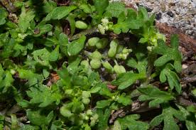 Attēlu rezultāti vaicājumam “Didymium verrucisporum”