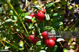 Attēlu rezultāti vaicājumam “Menziesia ferruginea”