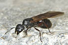 Attēlu rezultāti vaicājumam “Formicidae”