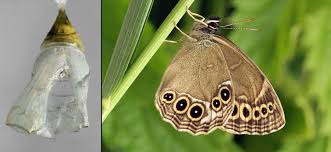 Attēlu rezultāti vaicājumam “Lopinga achine underside”