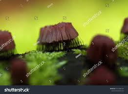 Attēlu rezultāti vaicājumam “Stemonitis fusca young”