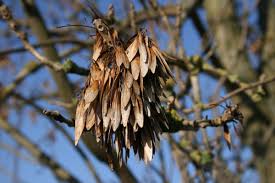 Attēlu rezultāti vaicājumam “Fraxinus excelsior Pendula fruit”