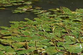 Attēlu rezultāti vaicājumam “Potamogeton trichoides leaf”