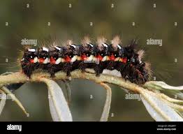 Attēlu rezultāti vaicājumam “Acronicta rumicis imago”