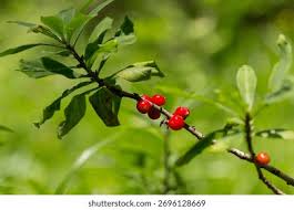 Attēlu rezultāti vaicājumam “Daphne mezereum fruit”