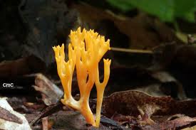 Attēlu rezultāti vaicājumam “Ramariopsis crocea”