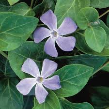 Attēlu rezultāti vaicājumam “Vinca minor leaf”