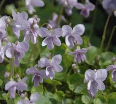 Attēlu rezultāti vaicājumam “Viola palustris leaf”