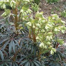 Image result for Helleborus foetidus
