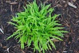 Image result for Hillingdon Streamers