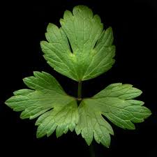 Attēlu rezultāti vaicājumam “Ranunculus repens”