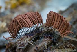 Attēlu rezultāti vaicājumam “Stemonitidaceae”