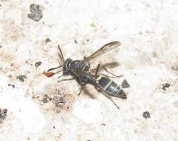 Attēlu rezultāti vaicājumam “Vespidae”