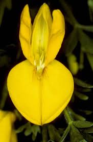 Attēlu rezultāti vaicājumam “Cytisus scoparius”