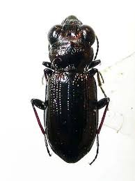 Attēlu rezultāti vaicājumam “Notiophilus palustris”