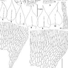 Attēlu rezultāti vaicājumam “Sciuro-hypnum curtum sporophyte”