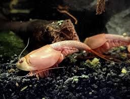 Attēlu rezultāti vaicājumam “Trioza dispar nymph”