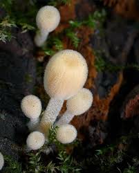 Attēlu rezultāti vaicājumam “Cribraria rubiginosa stalked”