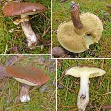 Attēlu rezultāti vaicājumam “Suillus luteus”