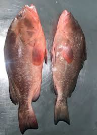 Image result for Epinephelus morio