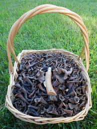 Attēlu rezultāti vaicājumam “Cratarellus cornucopioides”