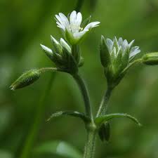 Attēlu rezultāti vaicājumam “Cerastium holosteoides fruit”