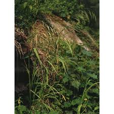 Attēlu rezultāti vaicājumam “Bromopsis benekenii”