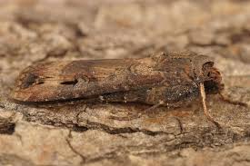 Attēlu rezultāti vaicājumam “Sciota adelphella”