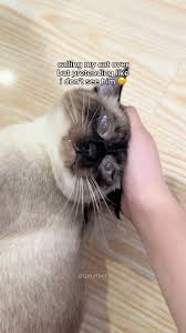 Image result for invisible cat