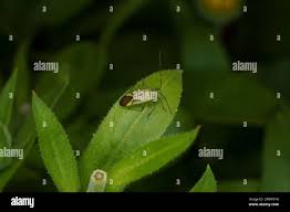 Attēlu rezultāti vaicājumam “Adelphocoris quadripunctatus”