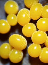 Attēlu rezultāti vaicājumam “Diderma hemisphaericum young”