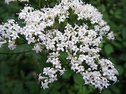 Attēlu rezultāti vaicājumam “Valeriana officinalis”