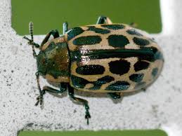 Attēlu rezultāti vaicājumam “Chrysomela vigintipunctata”